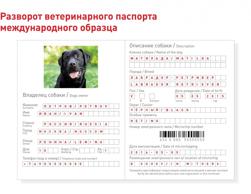 Ветеринарный паспорт для собаки: как указать вид