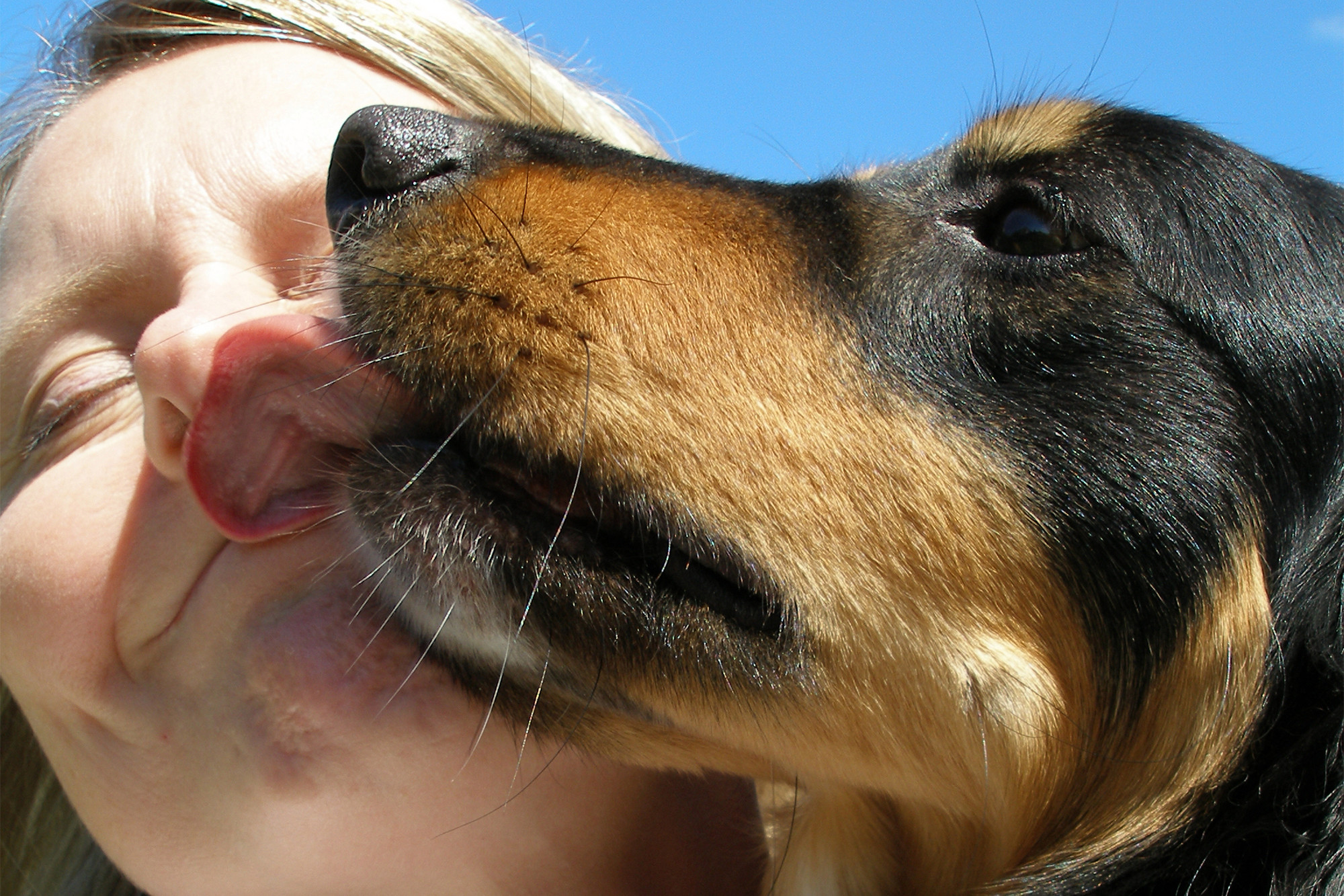 Основные причины, почему собака вылизывает хозяина и способы отучения от данной привычки