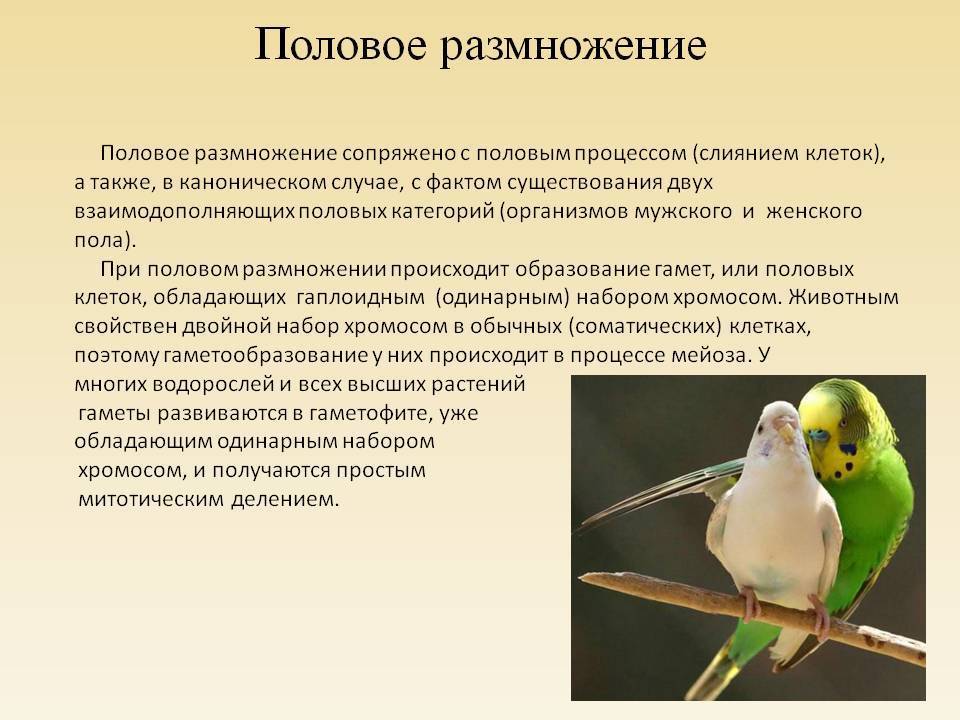 Попугаи-неразлучники - фото, описание, содержание, питание, размножение