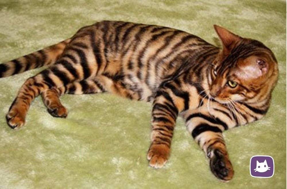 Тигровая кошка (тойгер): фото и описание породы домашних кошек, похожих на тигра, особенности содержания