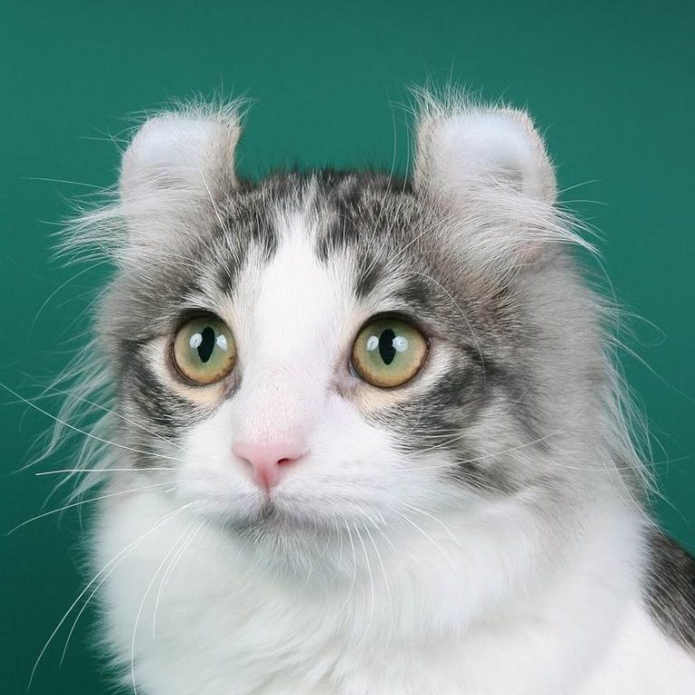 Американский керл: описание породы кошек из сша, характер, уход и содержание
