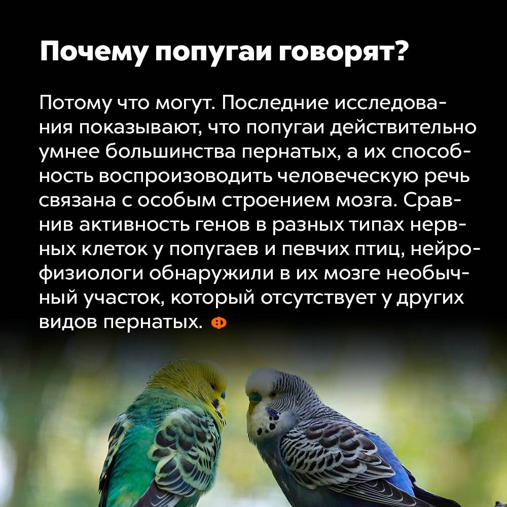 Виды попугаев. описания, названия и особенности видов попугаев | живность.ру