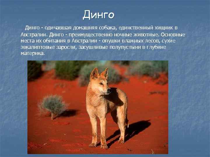 Австралийский динго.  мир животных