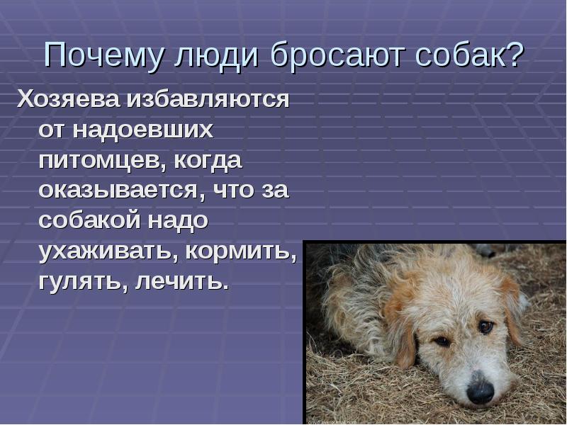Собака воет в одиночестве: причины и коррекция поведения собаки