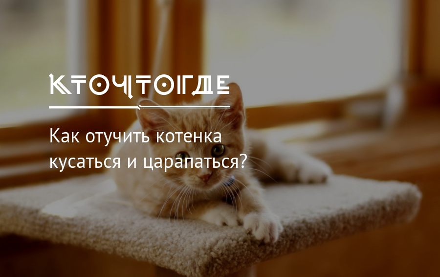 8 советов, как отучить котенка кусаться и царапаться – pet-mir.ru