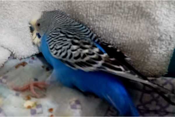 Судороги у попугая (волнистого, кореллы): причины и лечение