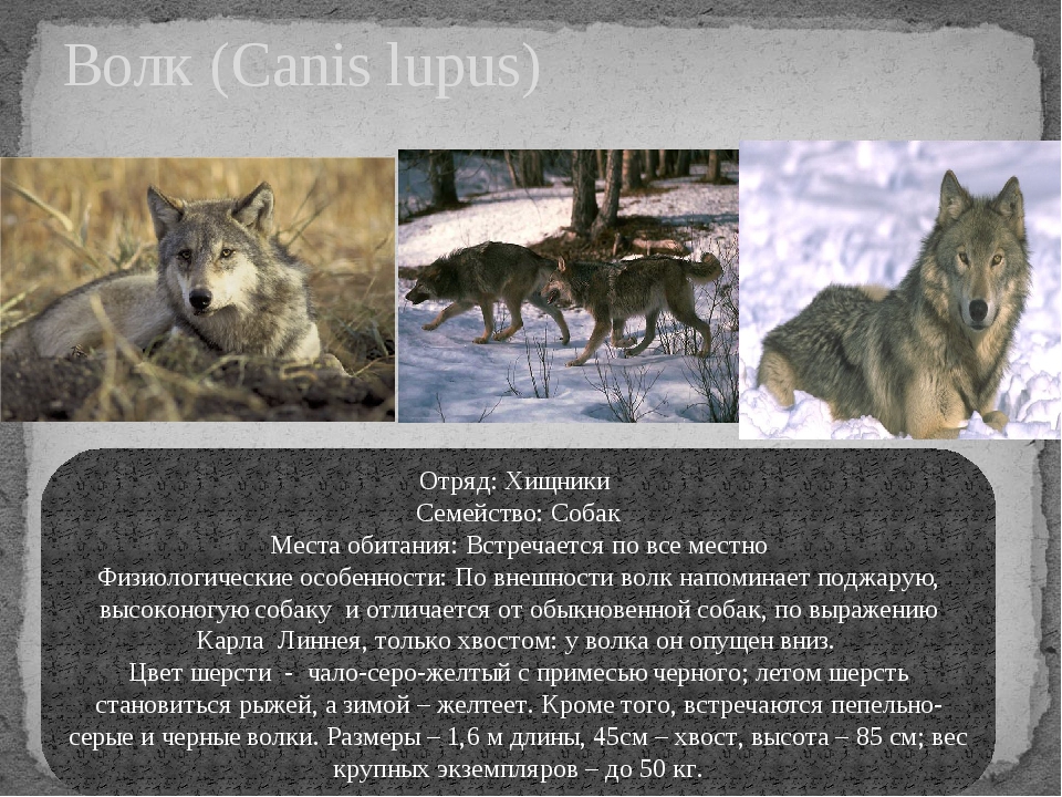 Различия между собаками и волками - собаки 2023
