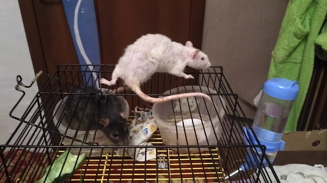 Признаки заболеваний крыс и мышей - как определить, что делать