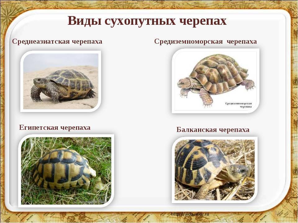 Уход и содержание среднеазиатской черепахи в домашних условиях