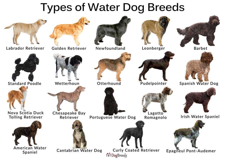Список пород с собак с фото
