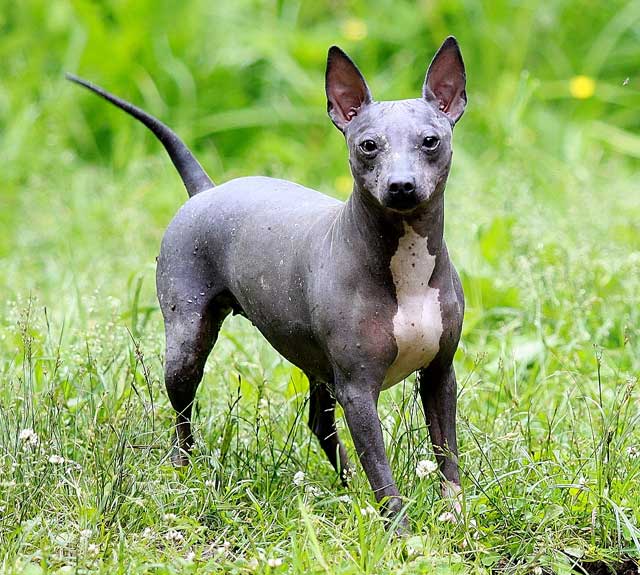 Американский стаффордширский терьер: все о собаке, характеристика, описание породы, фото