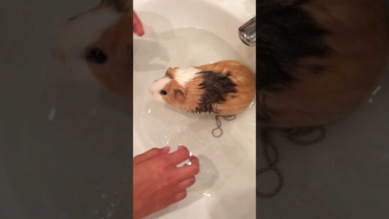 Как мыть морскую свинку?