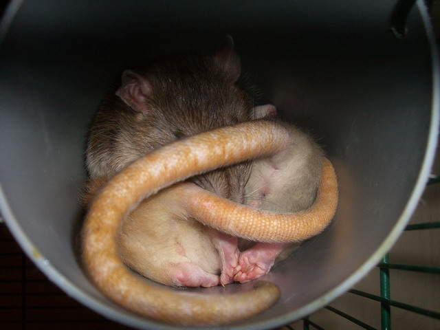 Почему крысы спят. Крыса сворачивается в клубок.