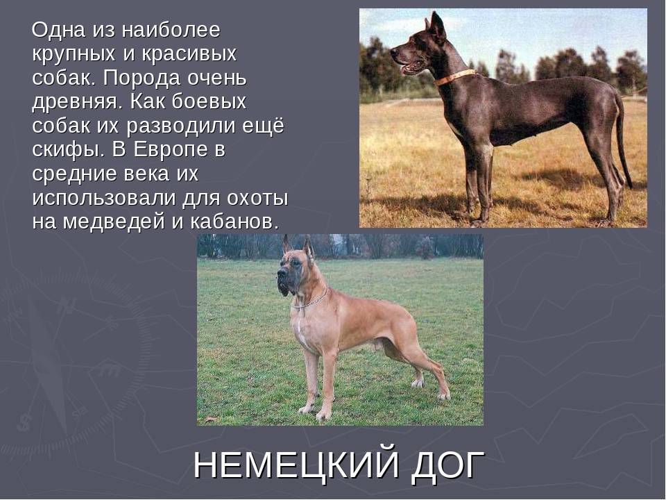 Большие породы собак - названия и фото (каталог)