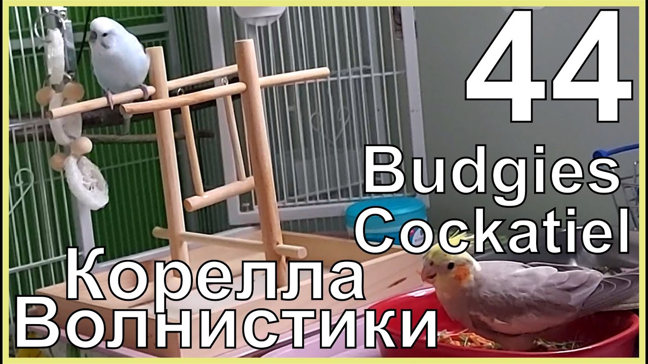 Что любят и чего нельзя кушать волнистым попугаям