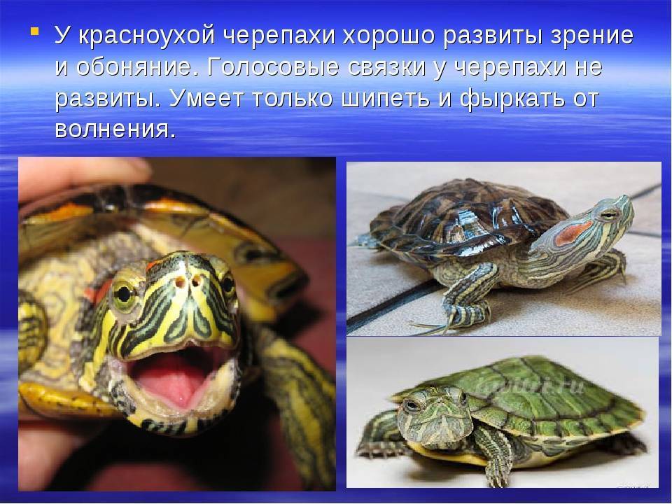 Содержание и уход за красноухой черепахой