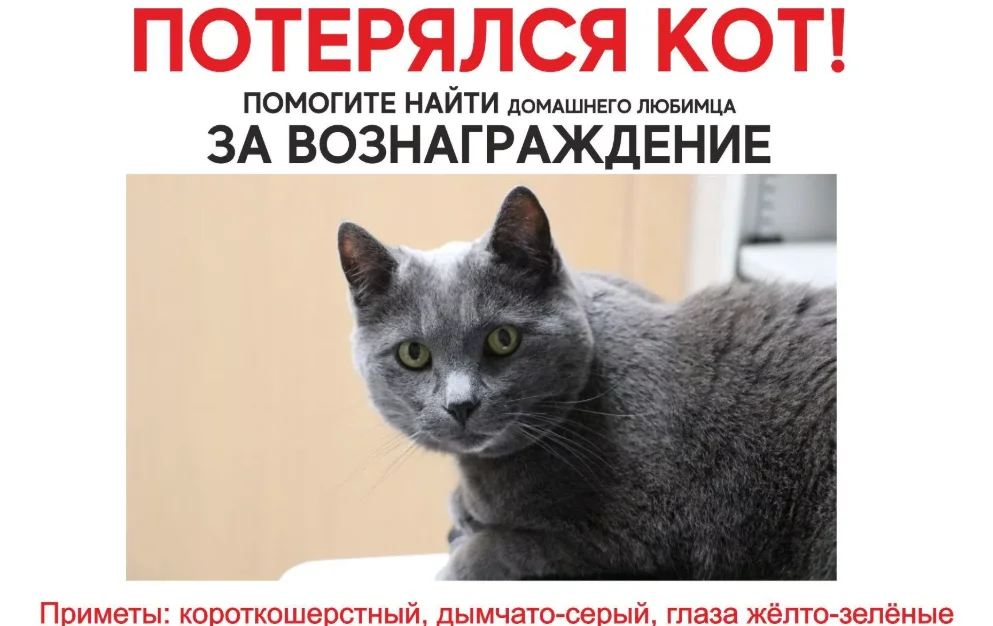Кот пропал: что делать, как найти животное, советы и рекомендации владельцам потерявшихся кошек