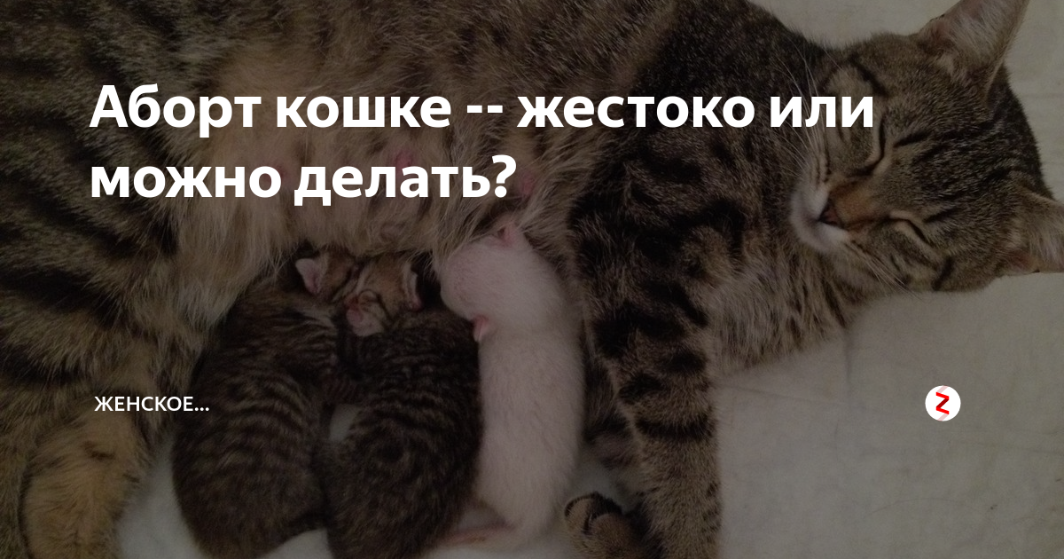 Прерывание беременности у кошки: медикаментозное, хирургическое и другие способы