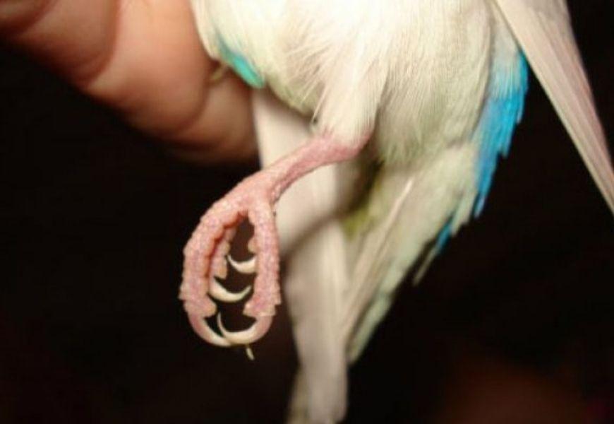 ? болезни и травмы лап у попугая: симптомы, лечение