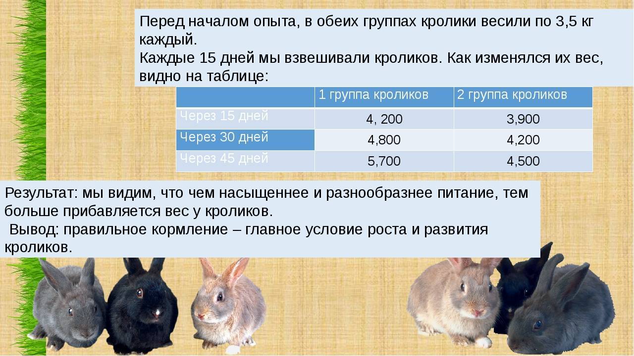 Чем кормить переведенных с материнского молока маленьких крольчат