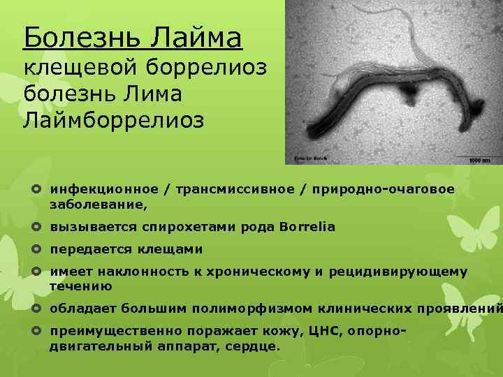 Клинические рекомендации (протокол лечения) оказания медицинской помощи детям больным болезнью лайма