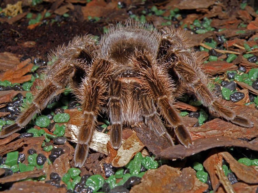 Мизгирь или южнорусский тарантул - что это за паук, ядовит ли он?