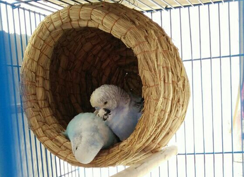 Гнездо (домик) для волнистых попугаев: из чего и как сделать своими руками, размер и обустройство, инструкция по изготовлению и фото