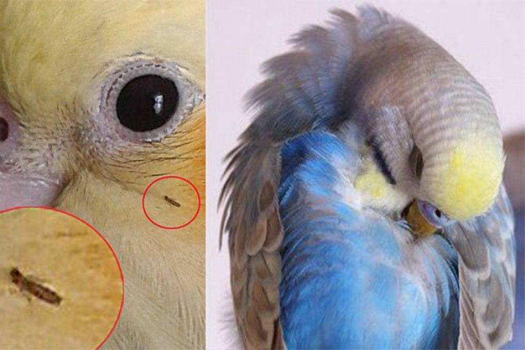 Глисты у попугаев: симптомы, признаки, диагностика, лечение