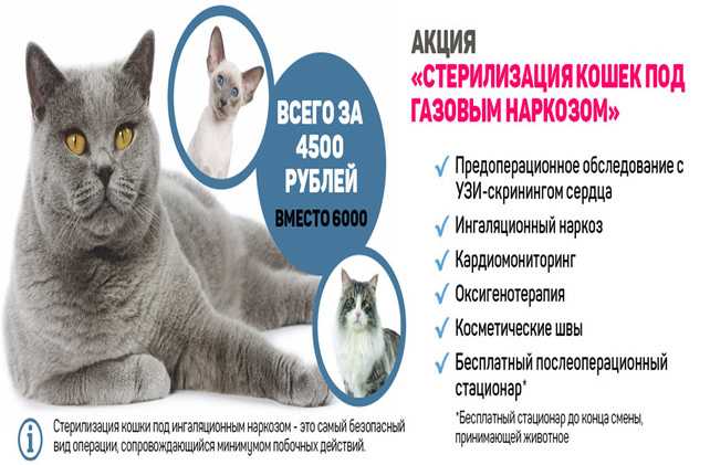 Плюсы и минусы стерилизации кошек. Кастрация и стерилизация кошек. Кошку простерилизовали. Стерилизация кошек Возраст.
