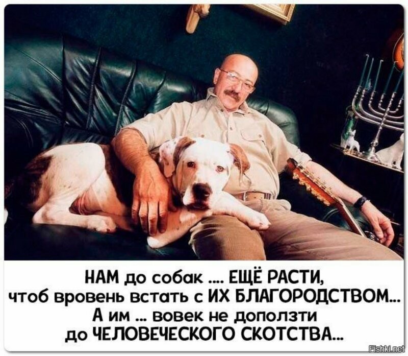 Собака — друг человека. подборка цитат и высказываний