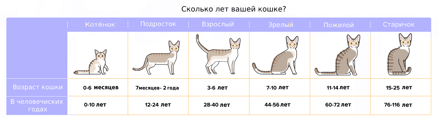 Как ухаживать за старой кошкой, возрастные изменения кошек и уход за ними, когда кошка считается пожилой — таблица возраста