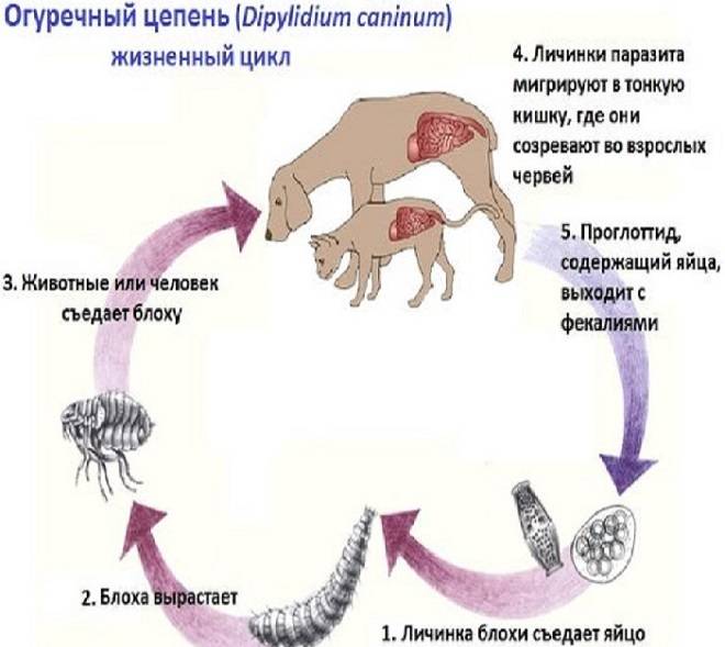 Токсоплазмоз – симптомы у человека, которые помогут выявить инфекцию