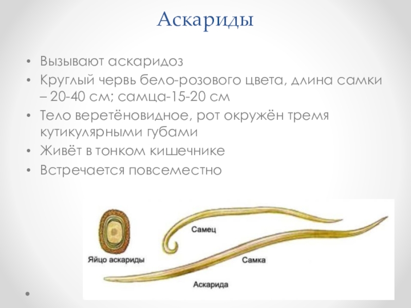 Тело круглых червей разделено на. Круглые черви аскарида человеческая. Строение круглых червей аскарида человеческая. Аскарида человеческая среда обитания. Тип круглые черви строение аскариды.