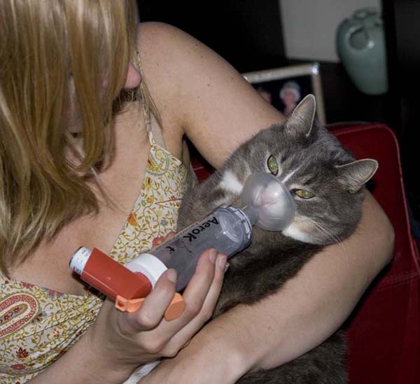 Почему кошка дышит с открытым ртом?