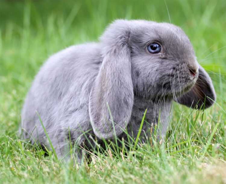 Карликовый вислоухий кролик: содержание, размеры, характеристика (фото и видео)