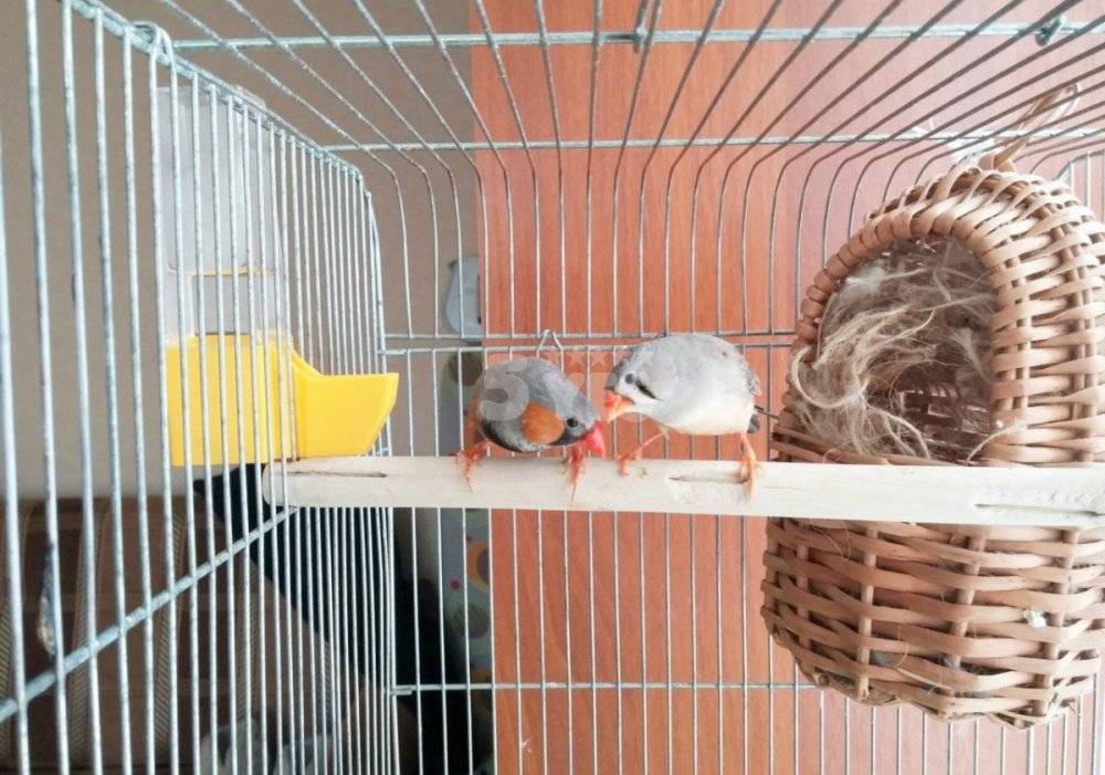 Амадины