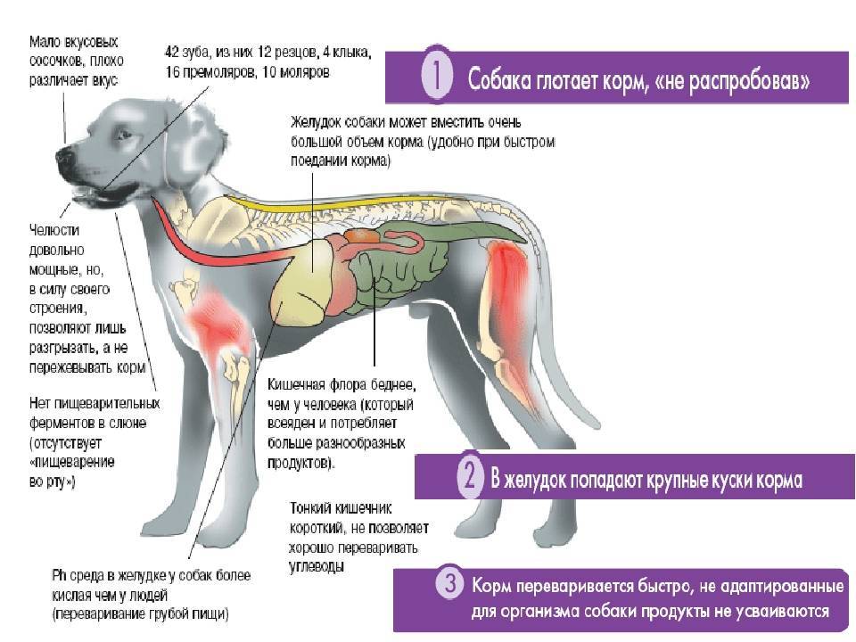 Почему собака ничего не ест и не пьет и что при этом нужно делать?