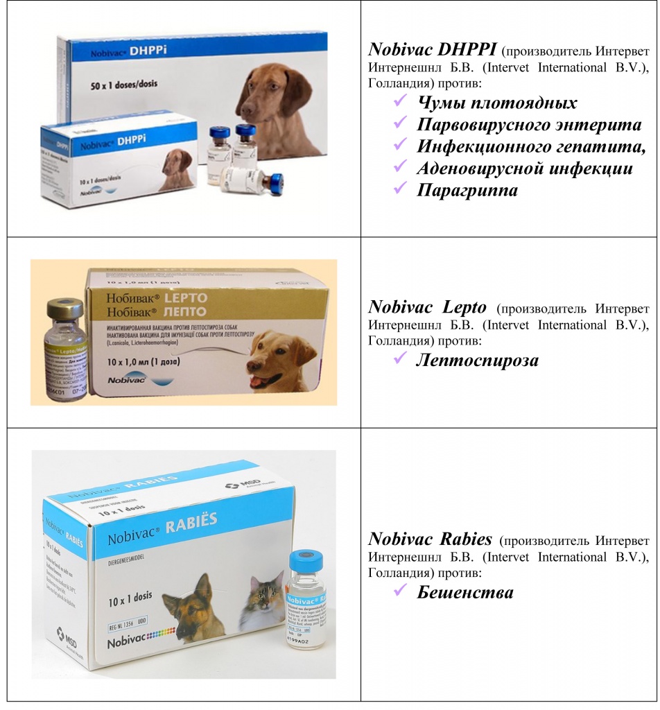 Вакцинация хорьков, какие прививки хорькам делаются