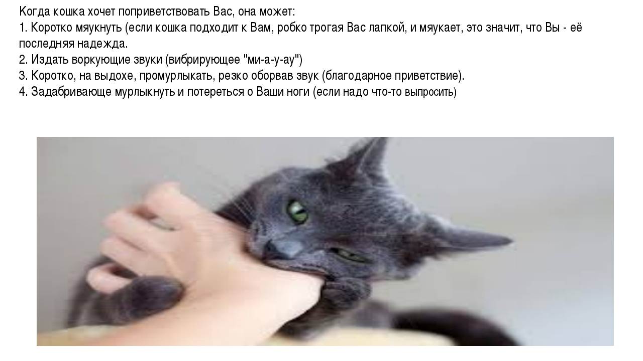 Почему кошка мяукает без причины