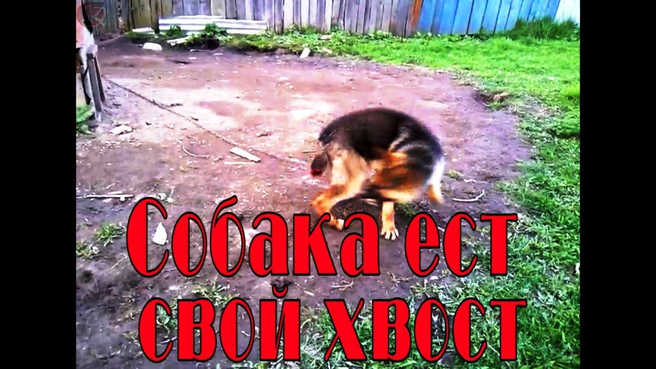 Почему собак грызет хвост: причины, рекомендации что предпринять