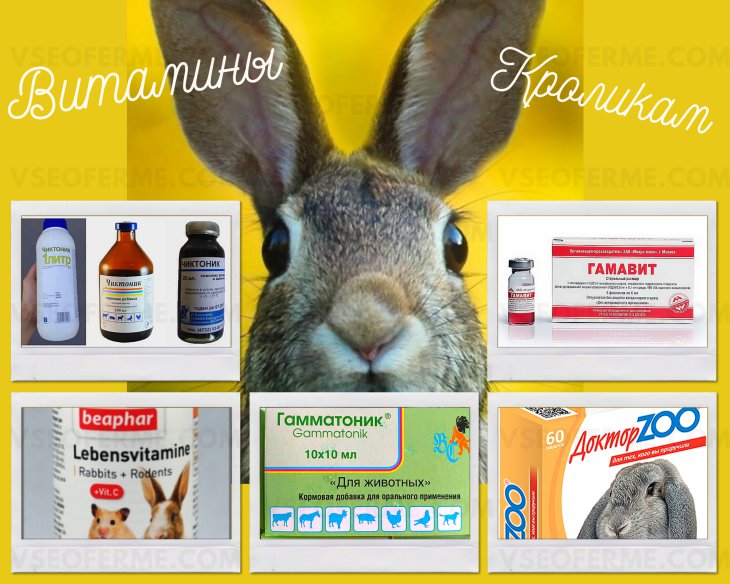 Применение гормональных препаратов для роста вероятности покрытия крольчих