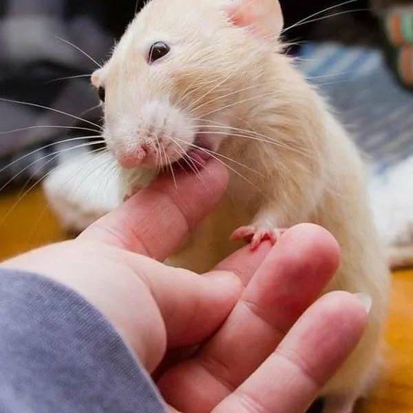 Как отучить крысу кусаться