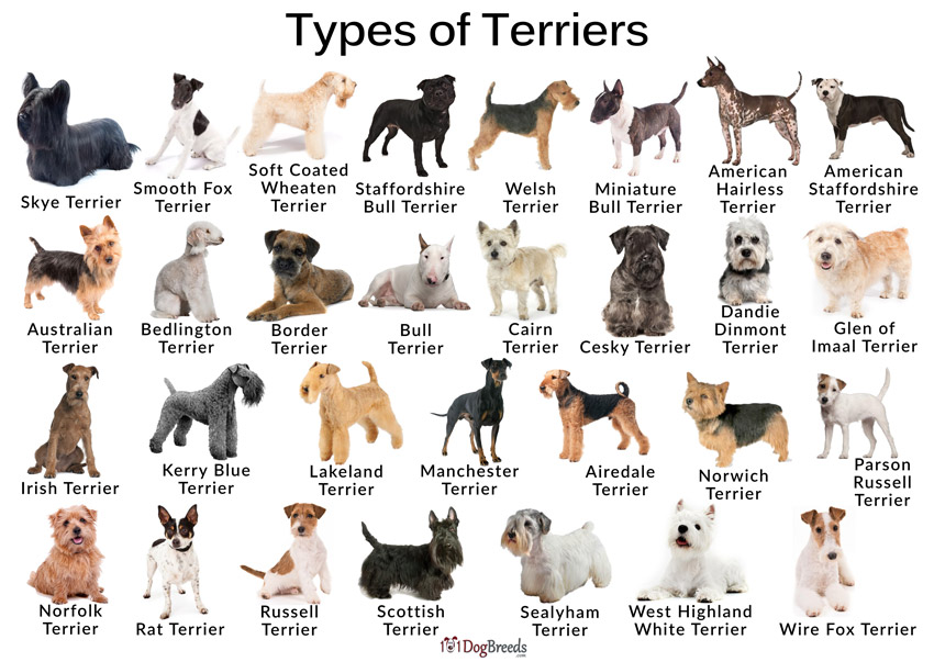 Разновидности гладкошерстных пород собак: большие, средние и маленькие