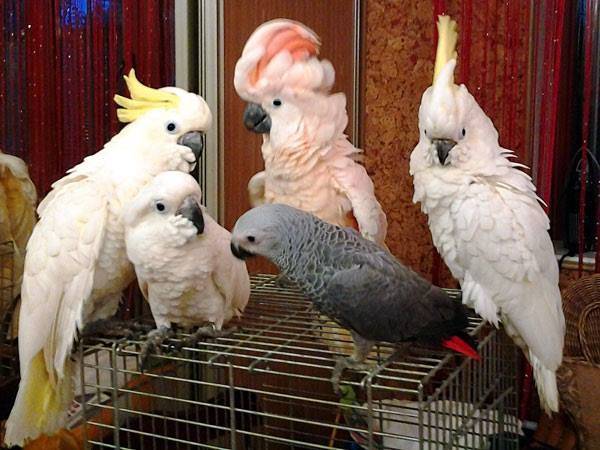 Попугай какаду: где обитает, виды, фото, содержание дома