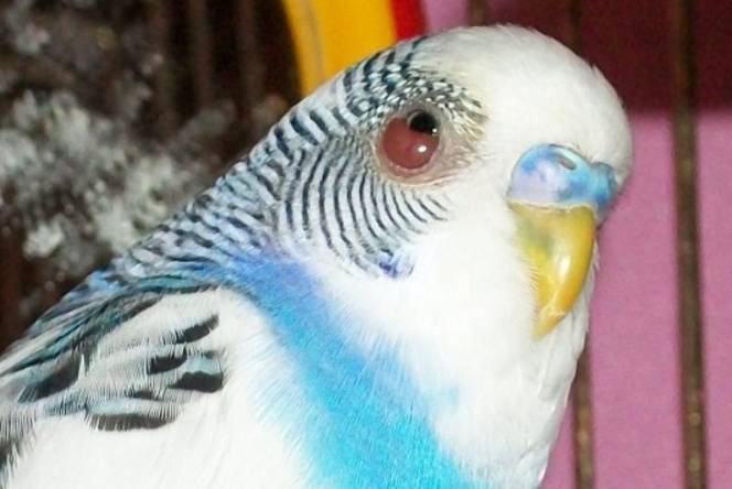 Болезни глаз у волнистых попугаев