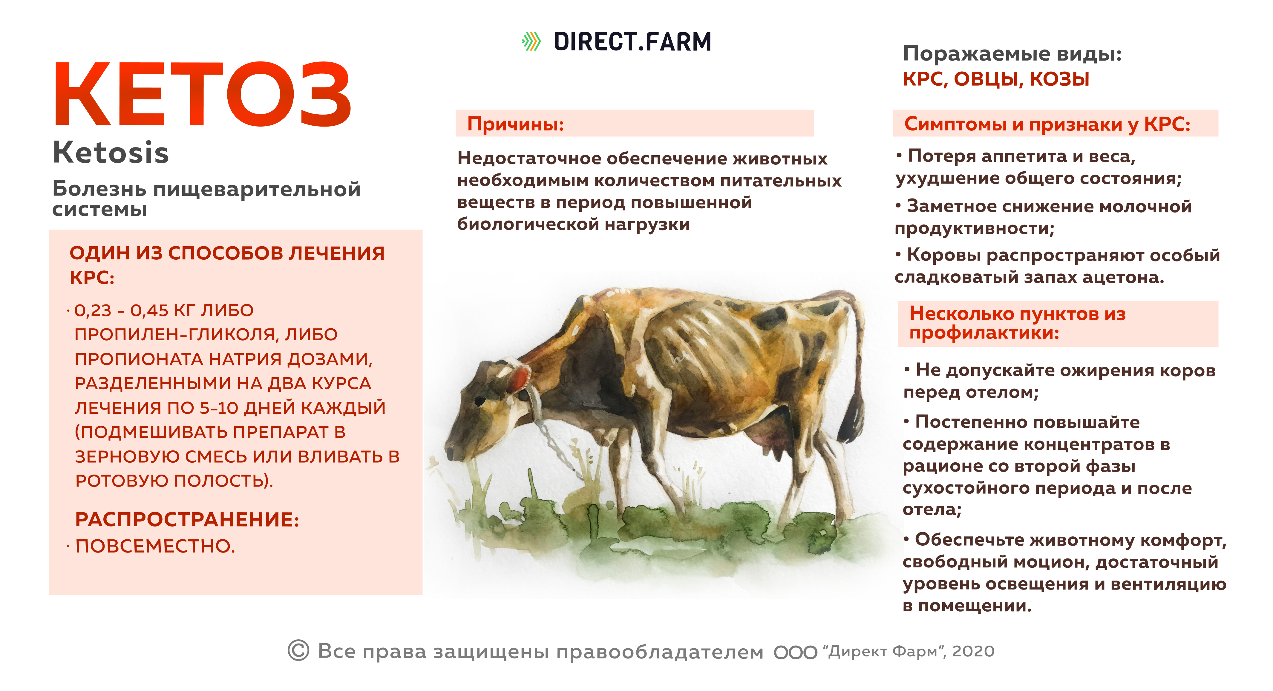 кетоз у коров