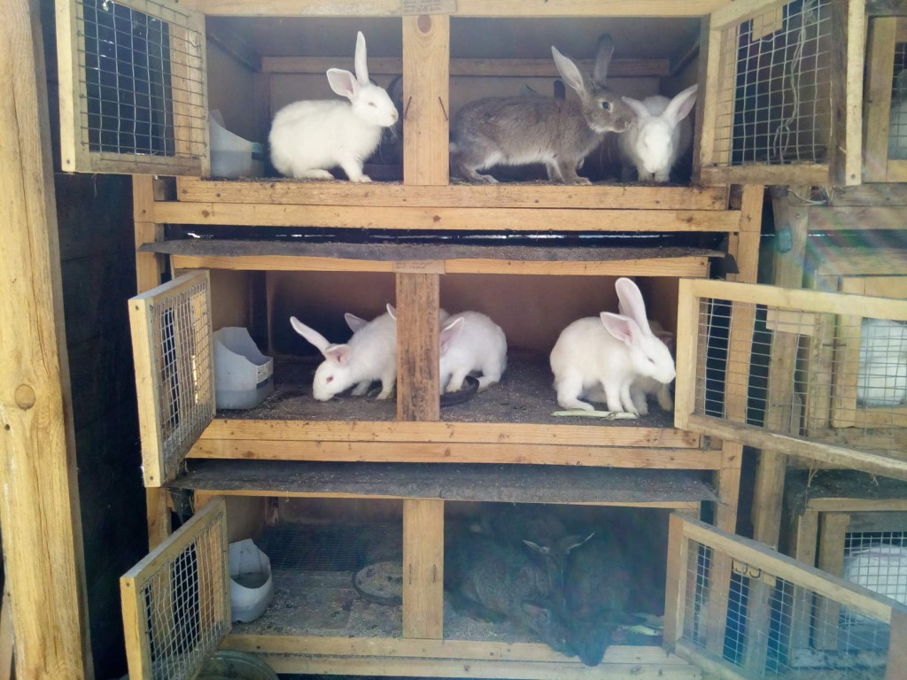 Разведение кроликов: практическое руководство