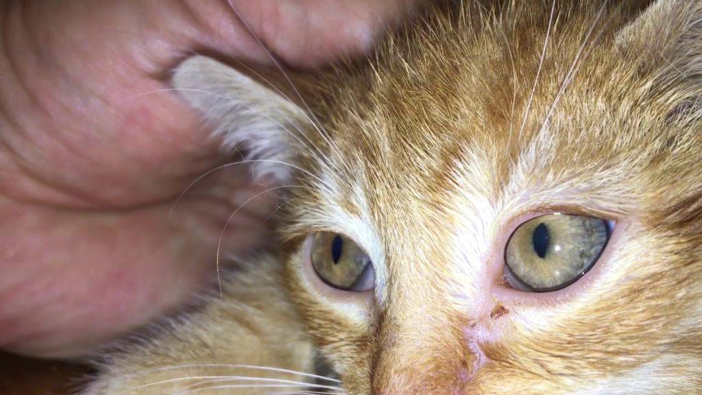Болезни глаз у кошек: обзор, причины, лечение