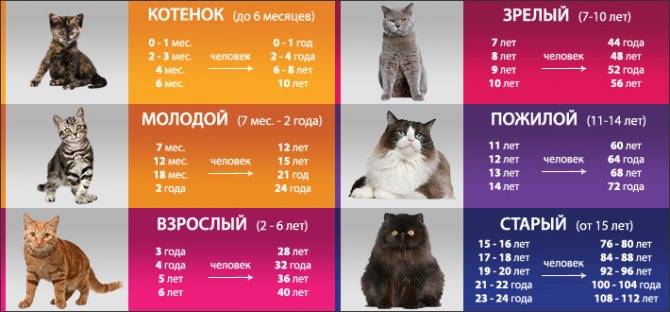 Как считается возраст у кошек по человеческим меркам таблица по годам фото