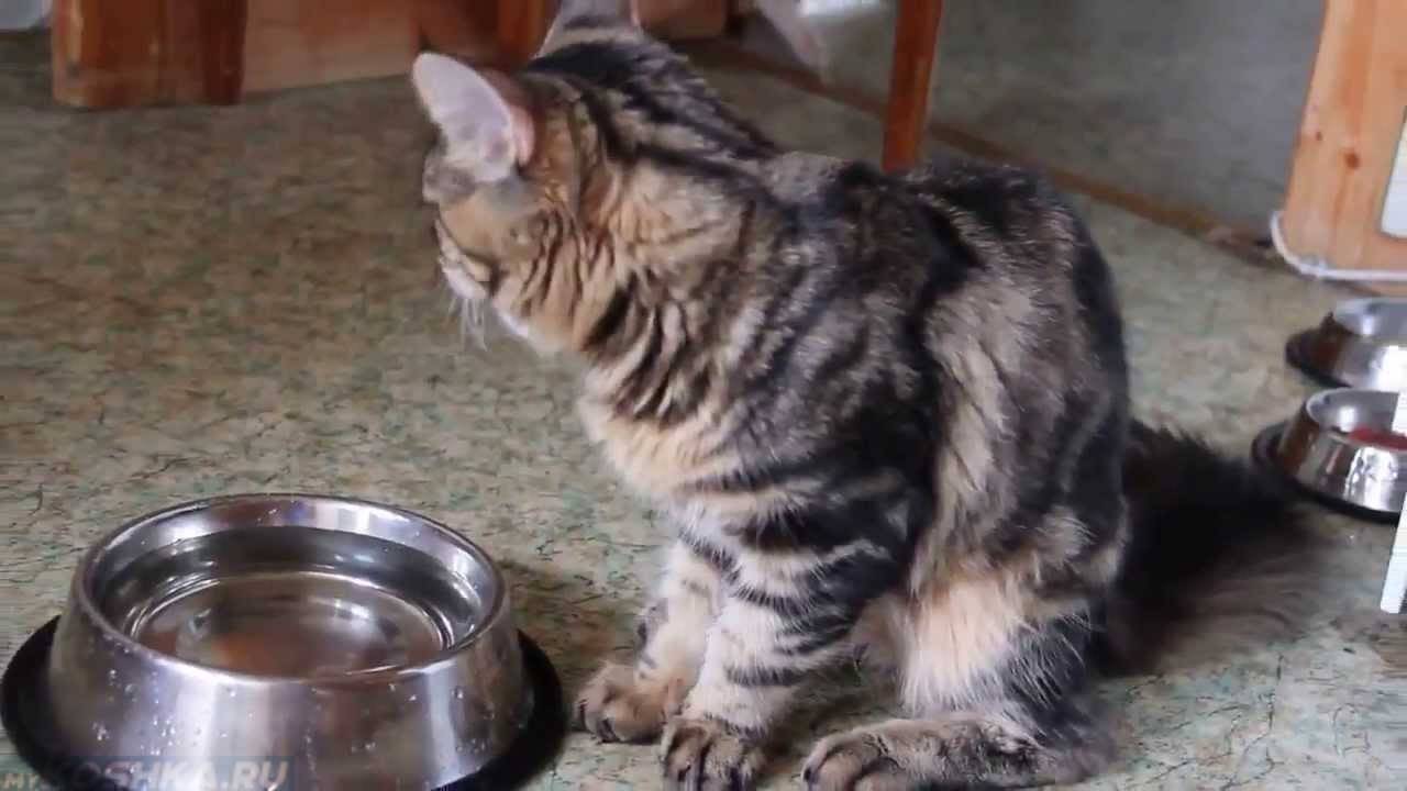 Кошка не пьет воду: что делать, почему не пьет вообще или мало, отказывается совсем от воды - блог о животных - zoo-pet.ru